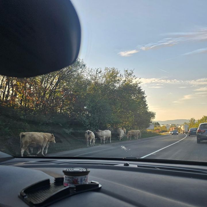 Obrázok k článku Pozor na kravy na ceste za motorestom smer ZA-MT!